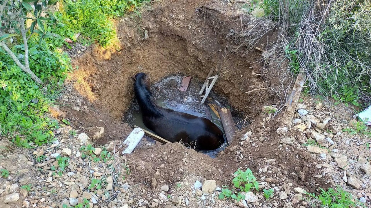 Kuyuya düşen at kurtarıldı