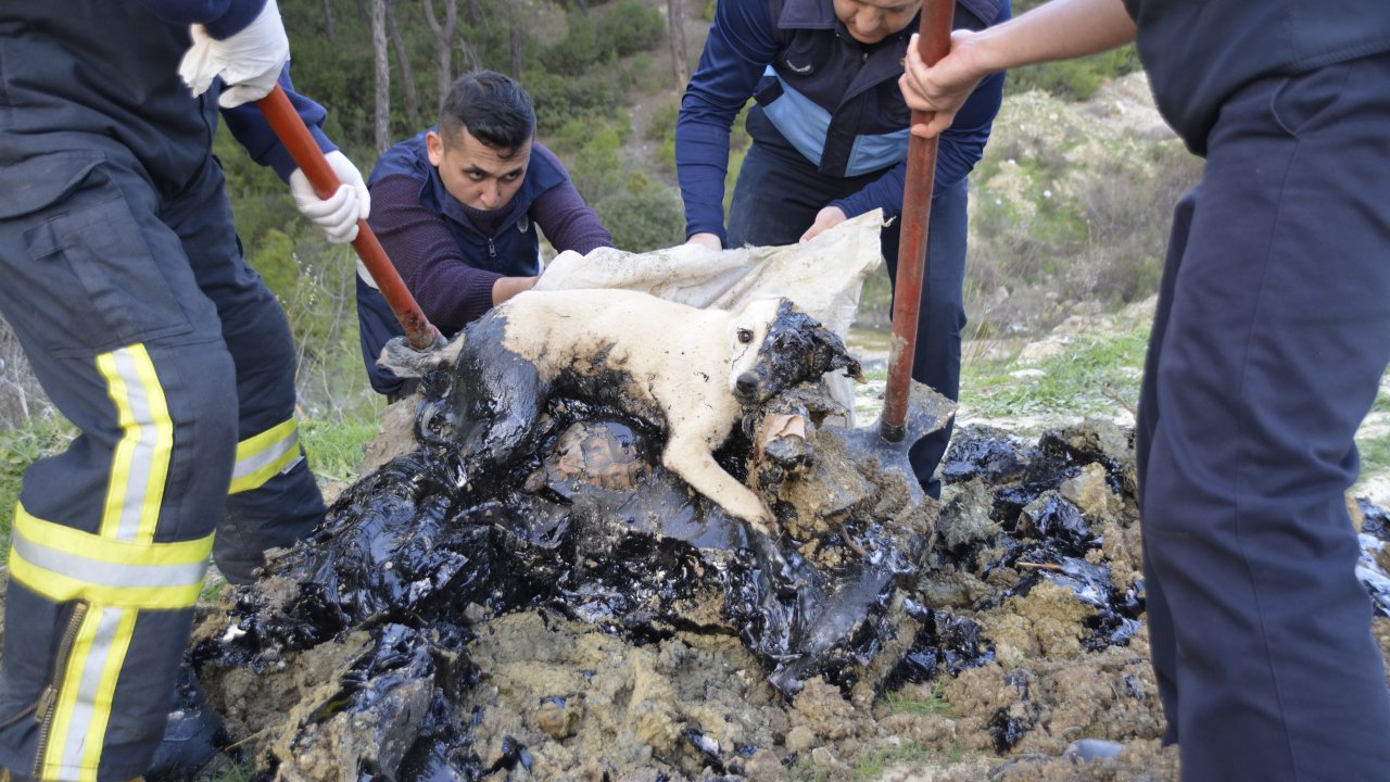 Ziftte hareket etmekte zorlanan köpek ile 5 kaplumbağa kurtarıldı
