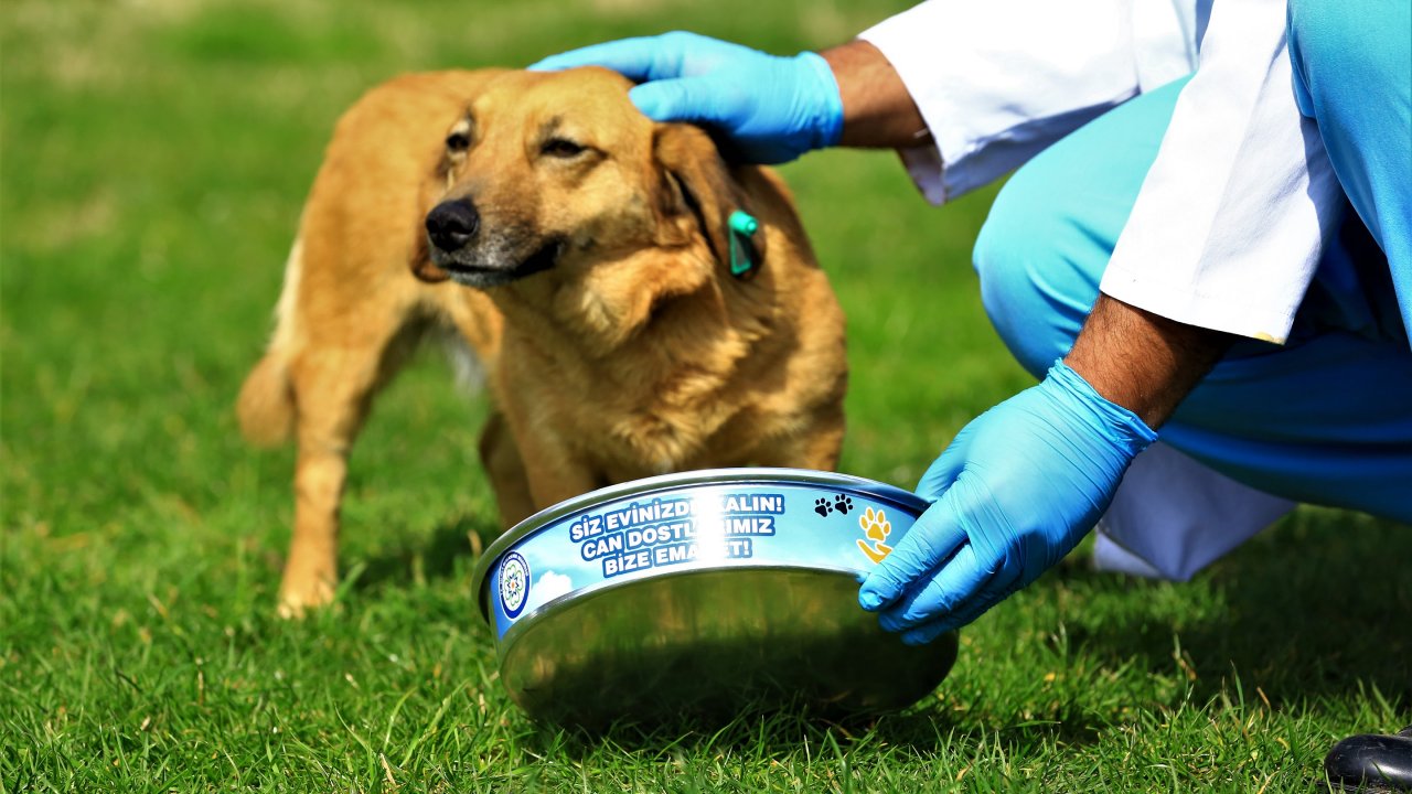 Büyükşehirden sokak hayvanlarına mama ve su takviyesi