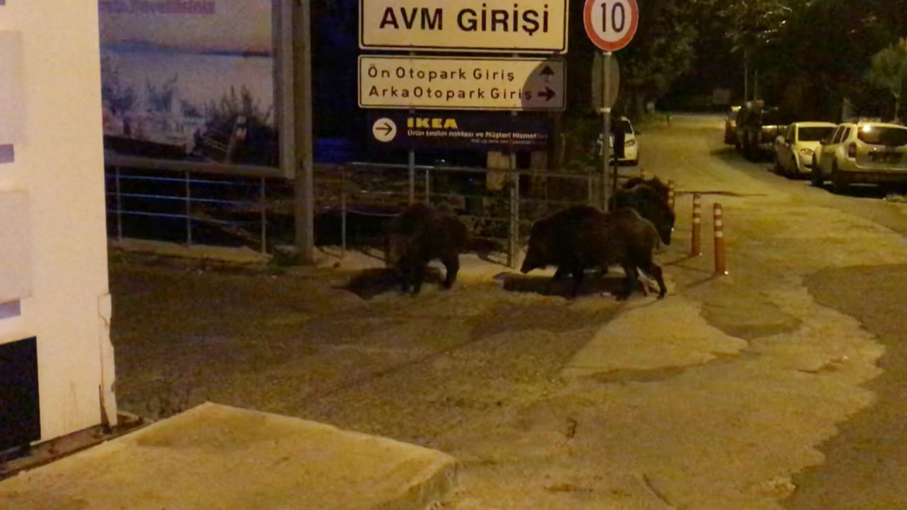 Bodrum'da aç kalan domuzlar ilçe merkezine indi