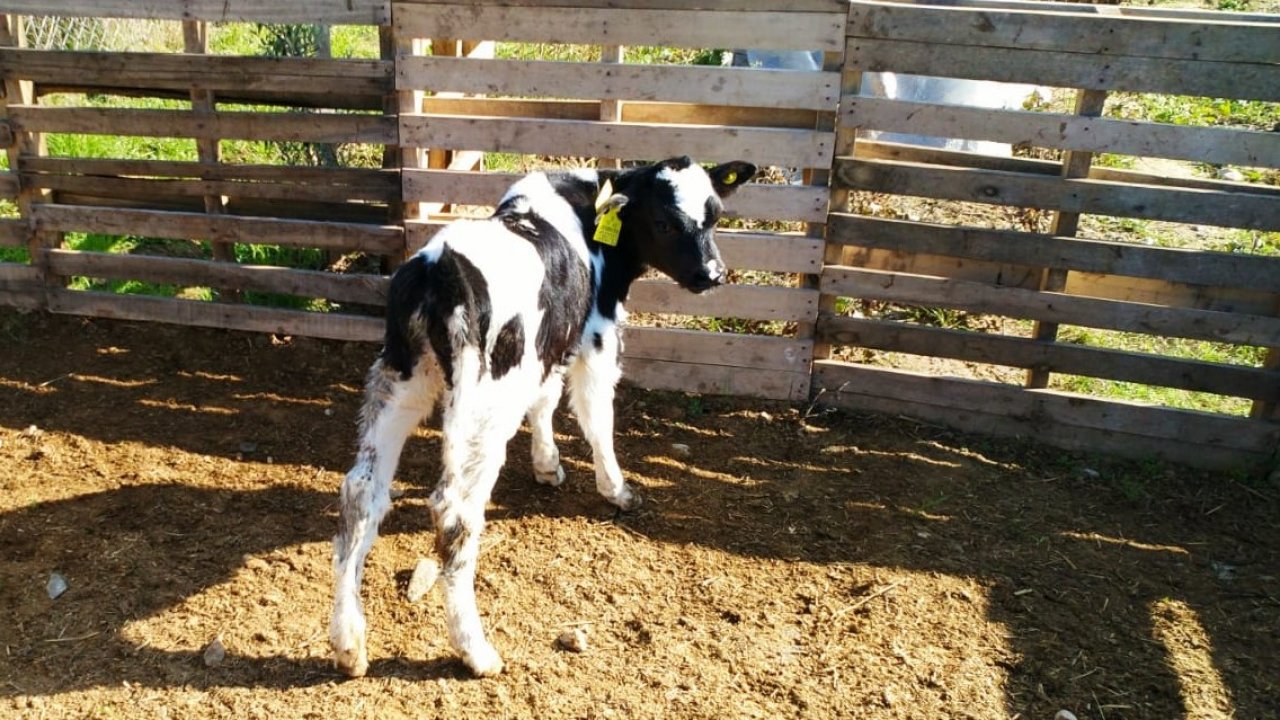 2019 yılı 2. dönem Buzağı Desteklemesi başvuruları için uyarı