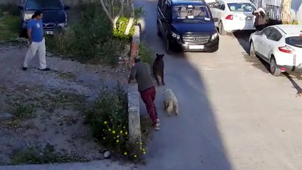 Muğla'da evin bahçesine giren domuz paniğe neden oldu