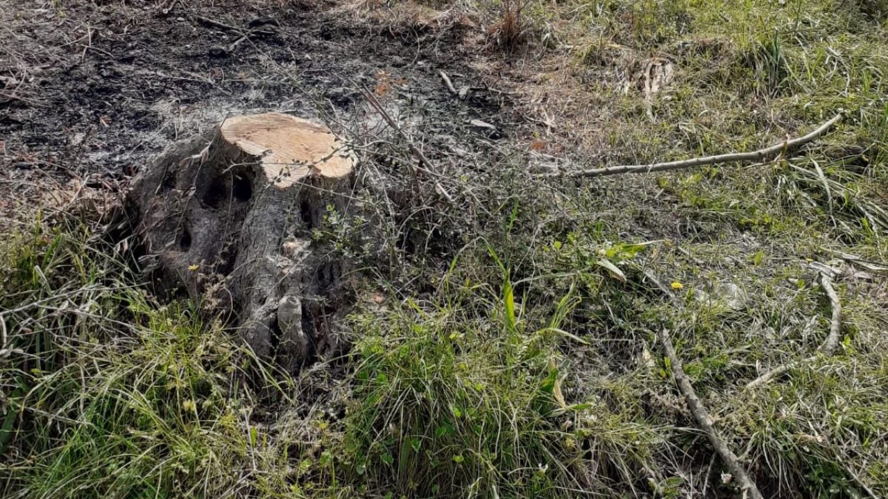 İzinsiz kesilen 600 zeytin ağacı için 110 bin lira para cezası