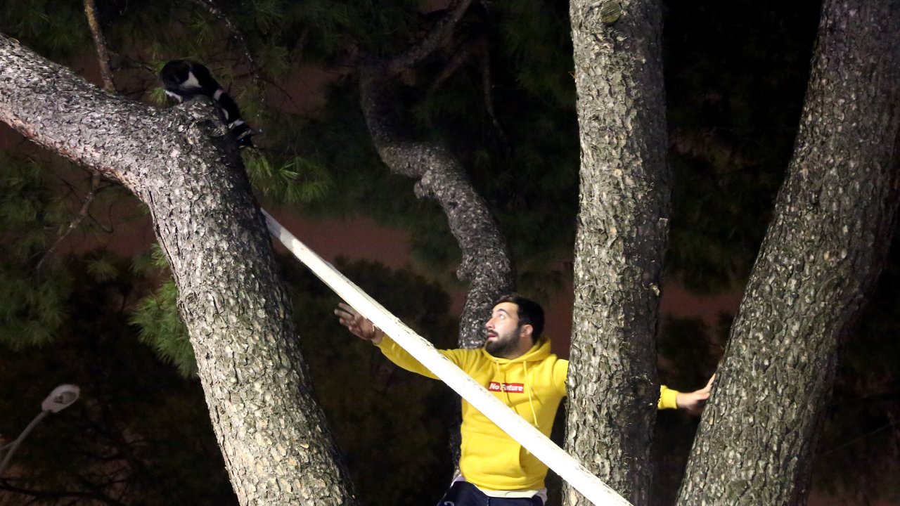 Ağaçta mahsur kalan kedi kurtarıldı