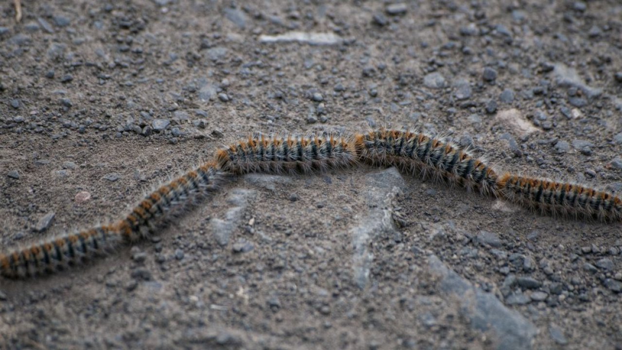 Çam kese böceklerinin kelebeğe dönüşüm yolculuğu
