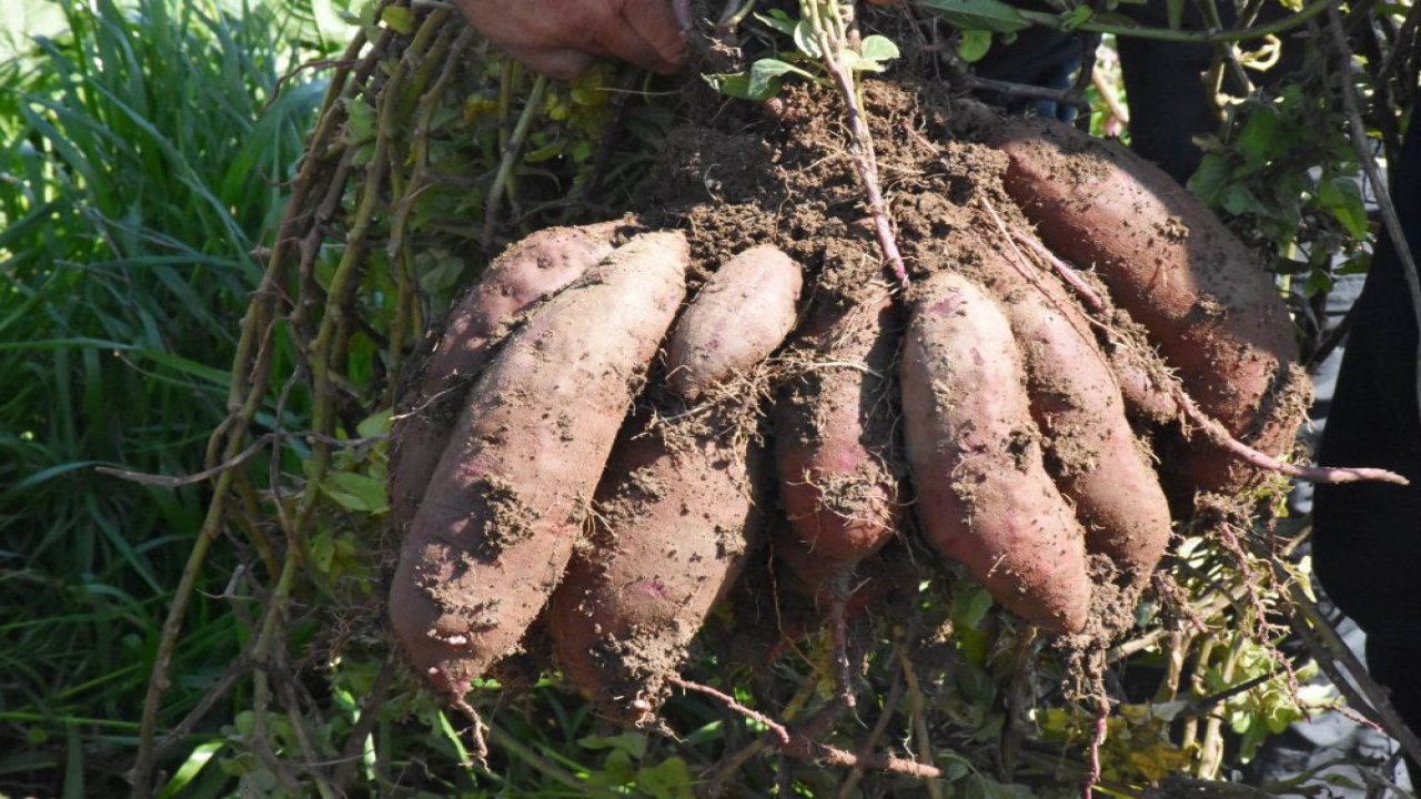 Kırmızı patates Datça topraklarına uyum sağladı
