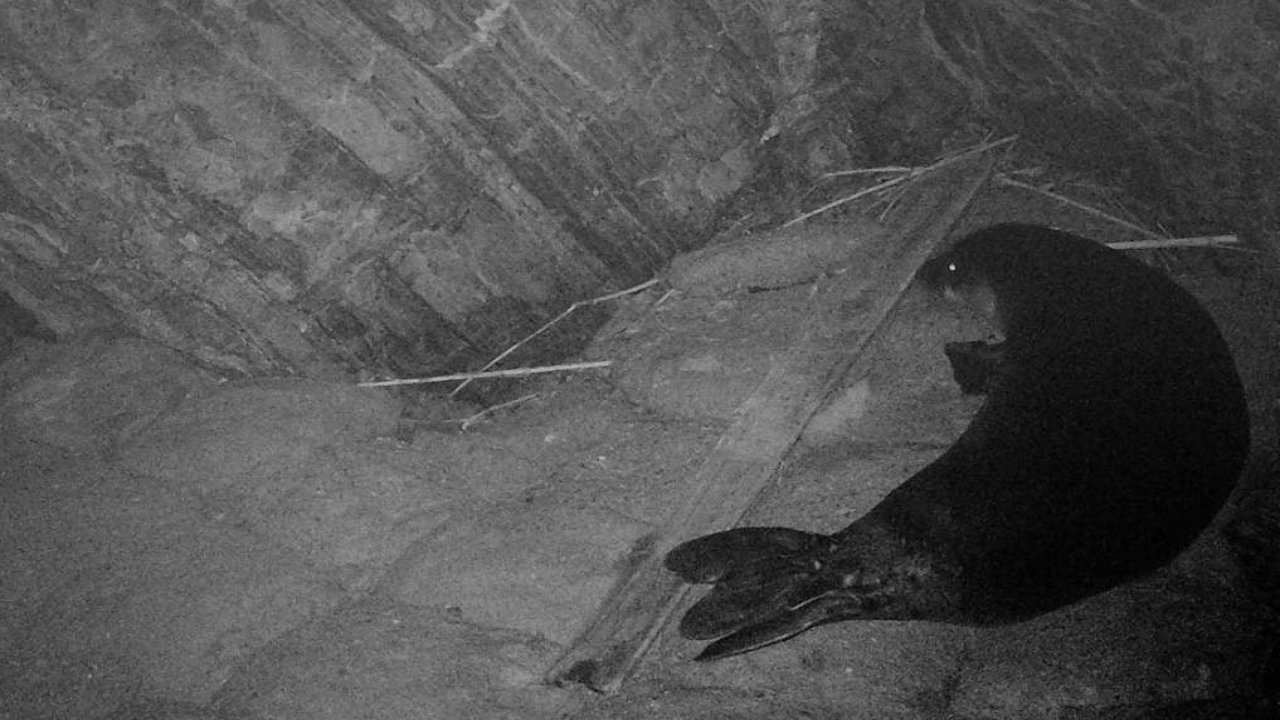 Akdeniz foku sayısını artırmak için 