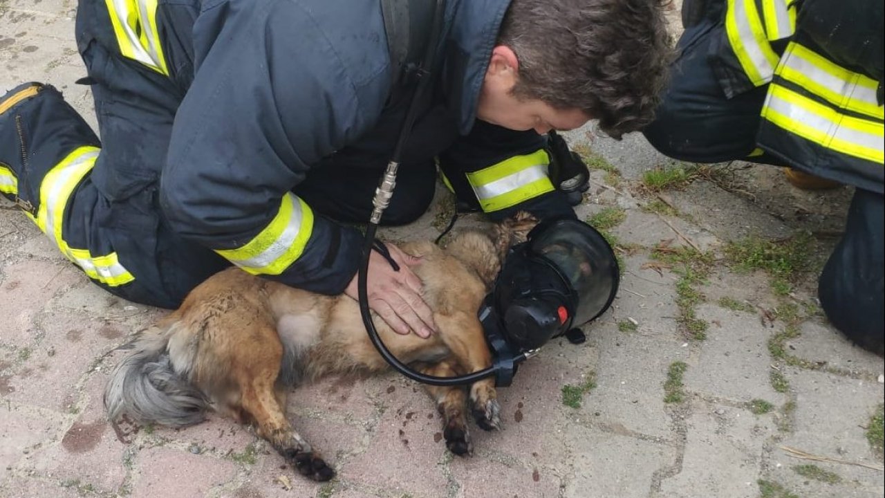 Muğla'da yangın çıkan evdeki köpekler kalp masajıyla kurtarıldı