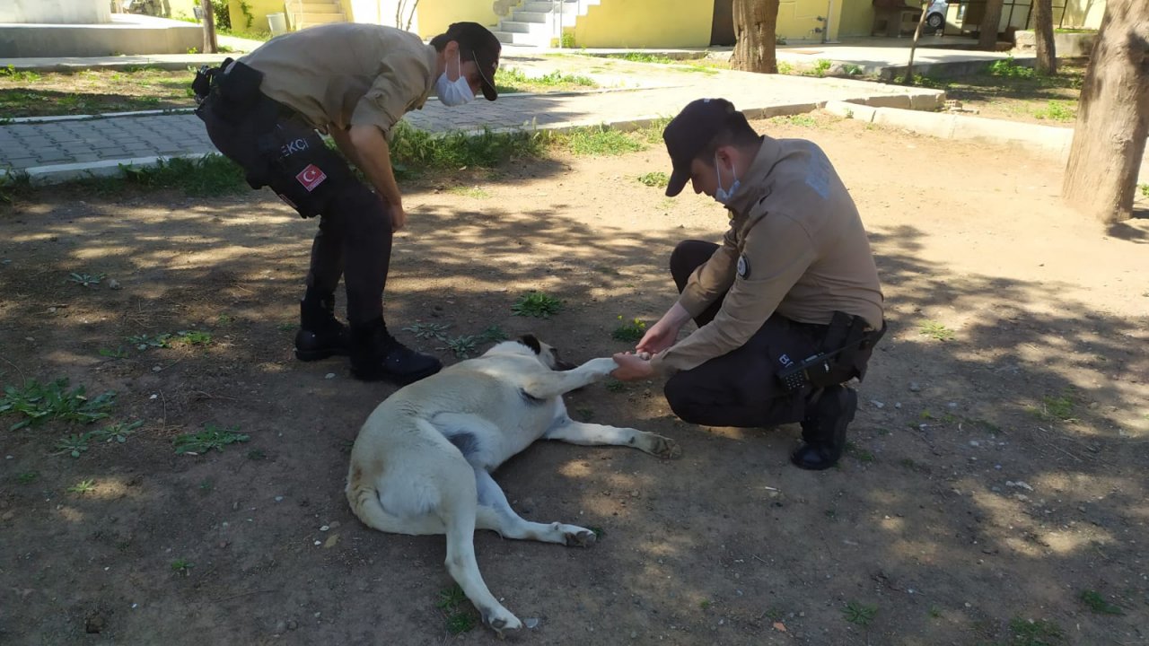 Muğla'da bekçilerden yaralı köpeğe şefkat eli