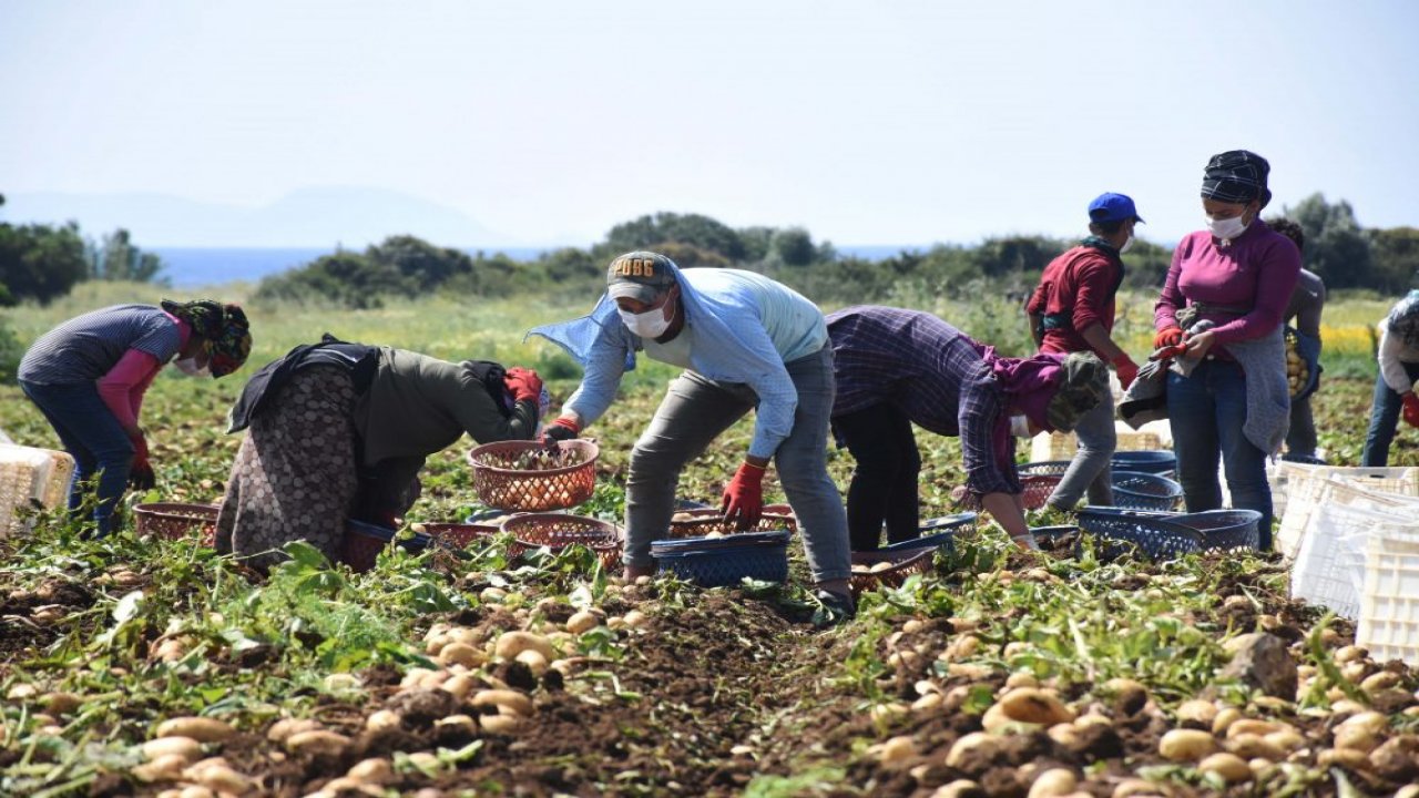 Muğla'da hasadına başlanan turfanda patates verimi ve fiyatıyla üreticisini sevindirdi