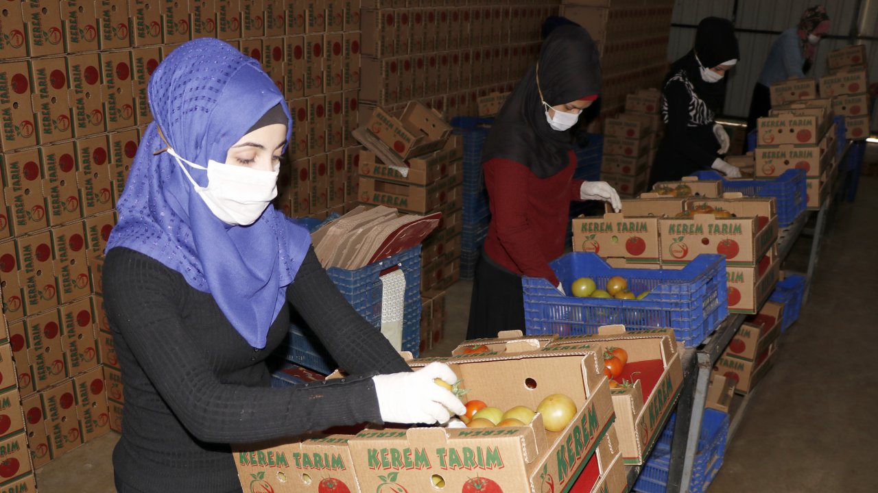 Muğla'da yaş sebze ve meyve üretimiyle ihracatı sürüyor