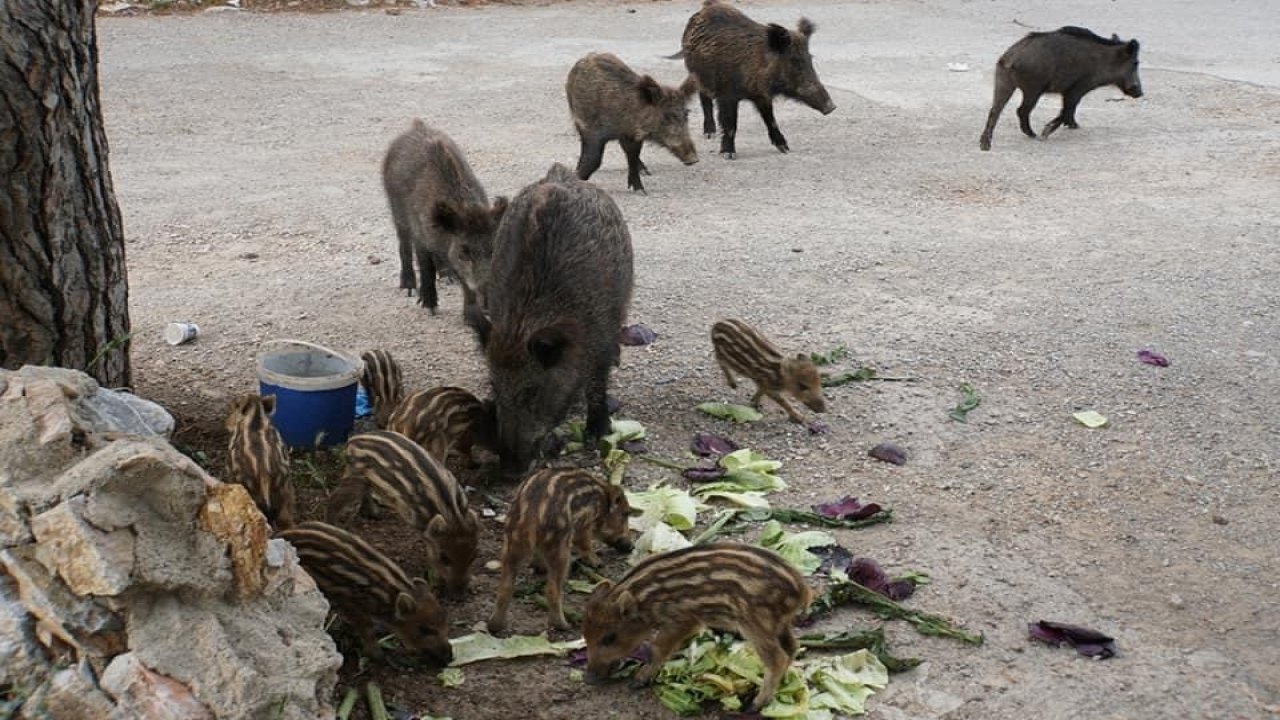 Bodrum'da ilçe merkezine inen yaban domuzlarına gıdalı önlem