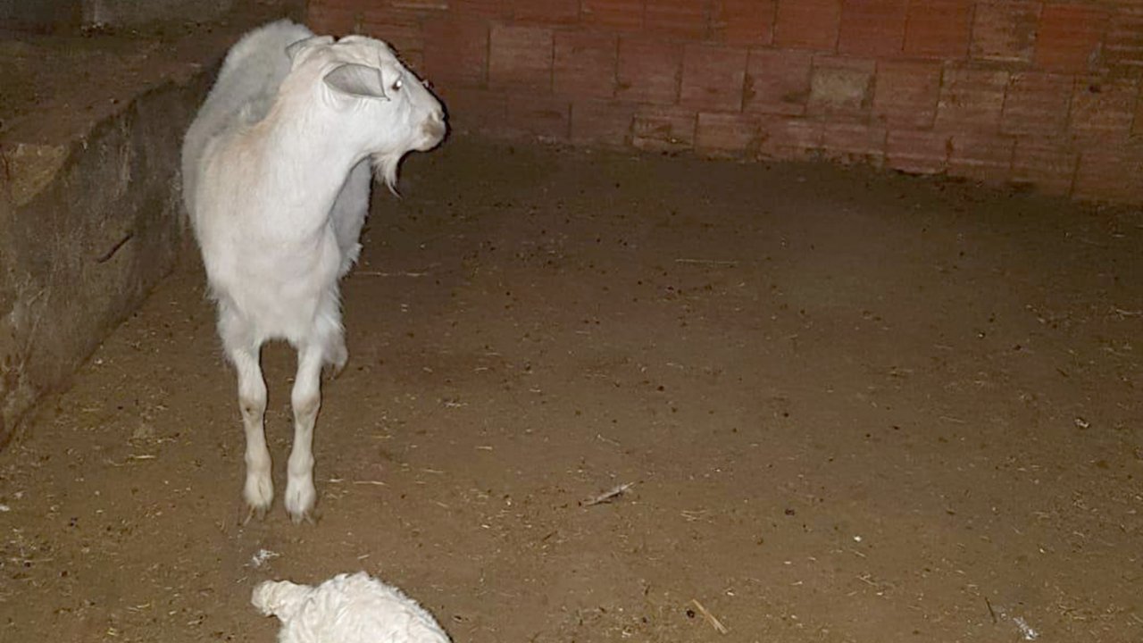 Demir boruya sıkışan oğlağı itfaiye kurtardı