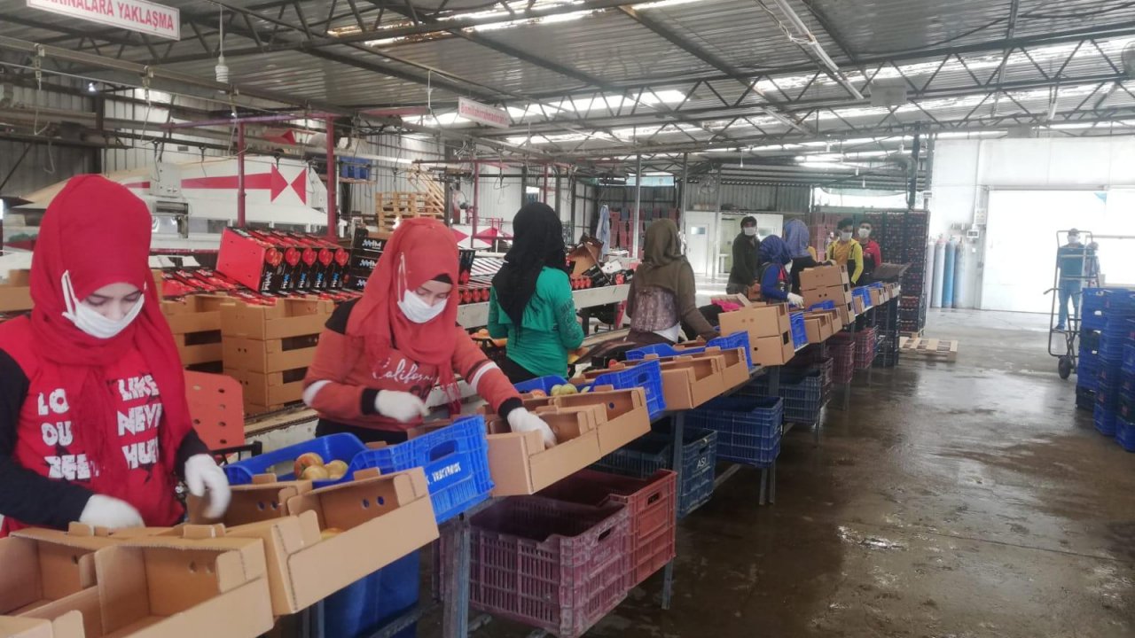 Muğla’da tarımsal üretim devam ediyor