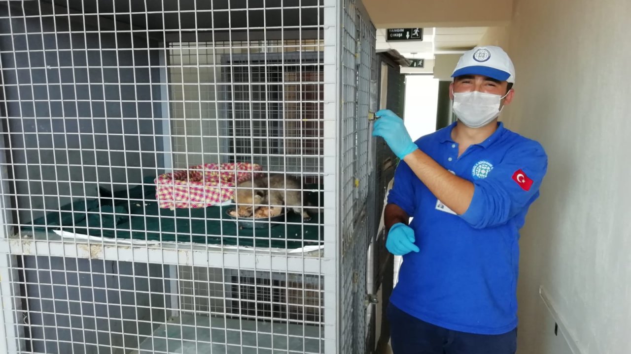 Vatandaşlar tarafından bulunan yavru tilki korumaya alındı