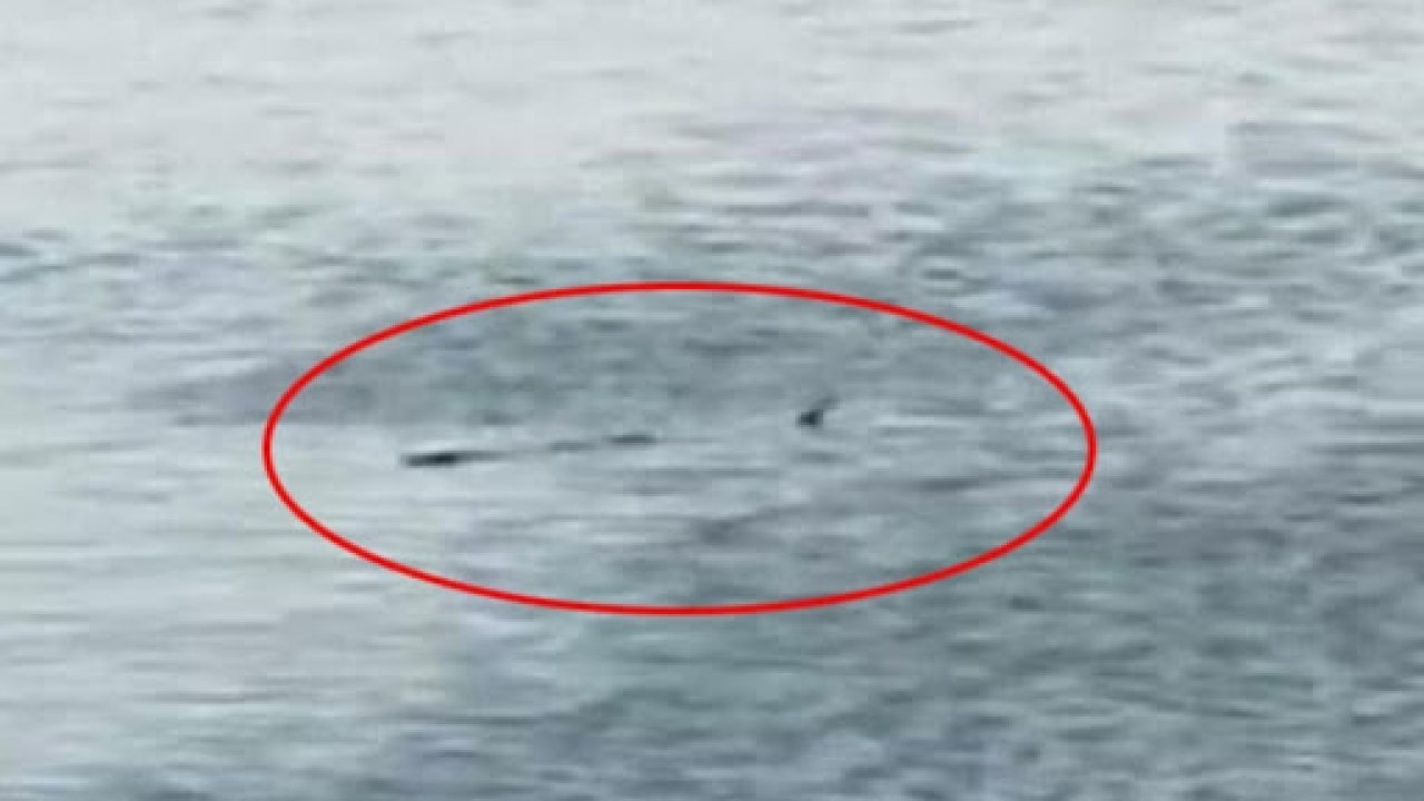 Bodrum sahilinde zargana azmanı heyecanı yaşanıyor