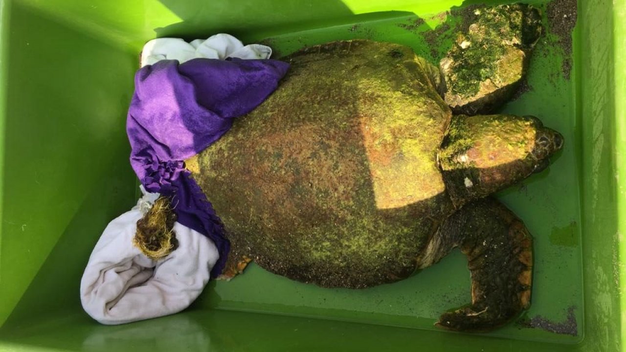 Yaralı caretta caretta tedaviye alındı