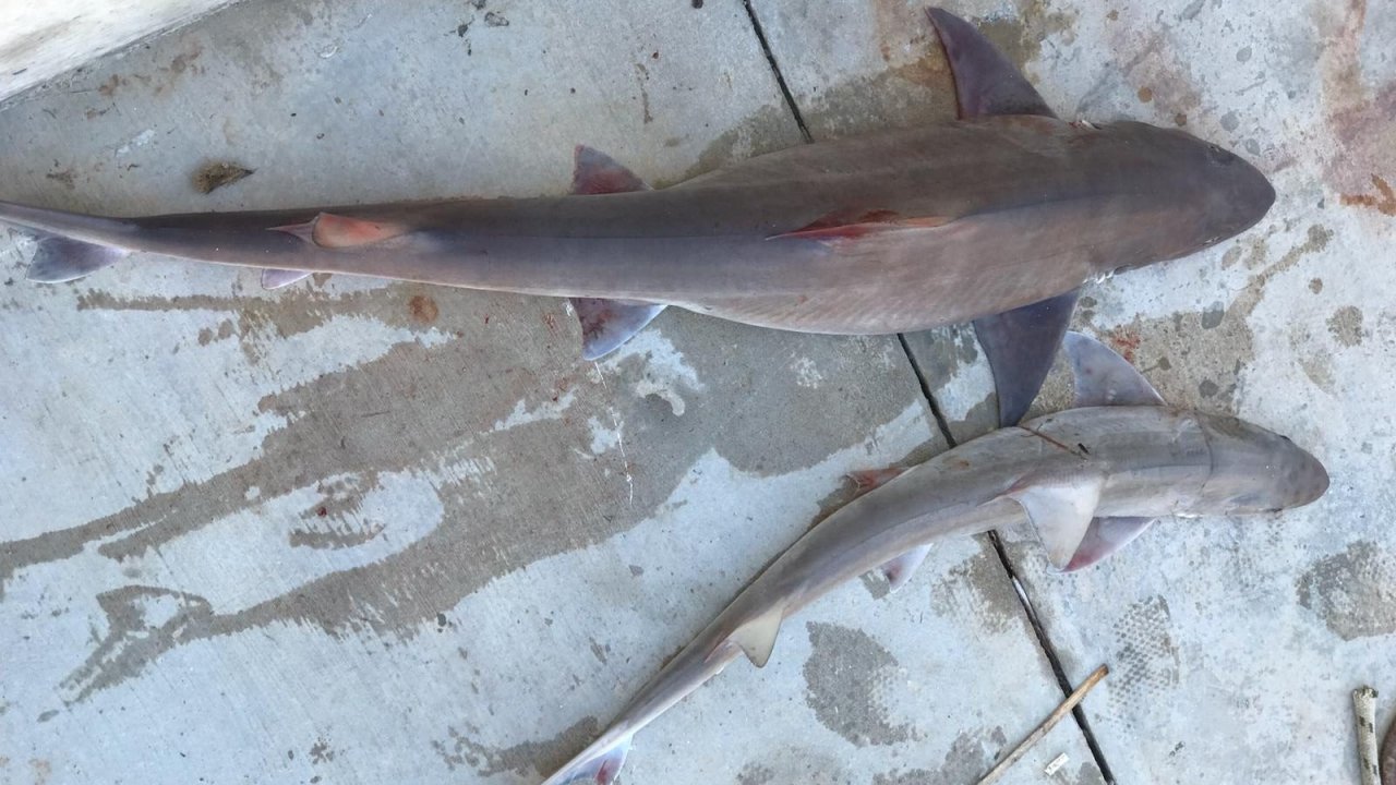 Balıkçı ağına iki köpek balığı takıldı