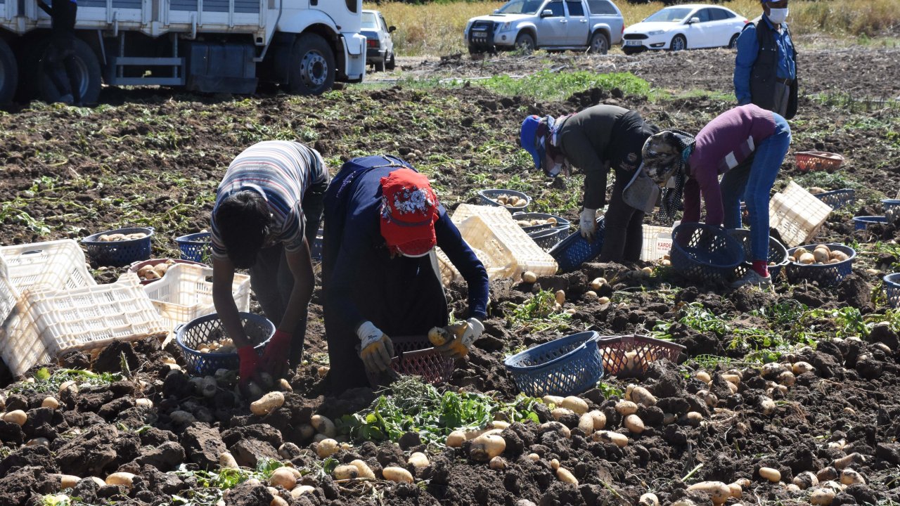 Turfanda patates üreticisini sevindirdi