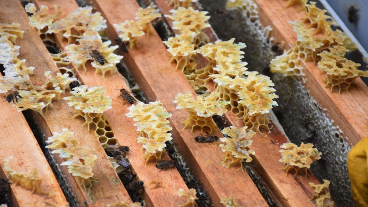 Kovid-19 arı ürünlerine talebi artırdı