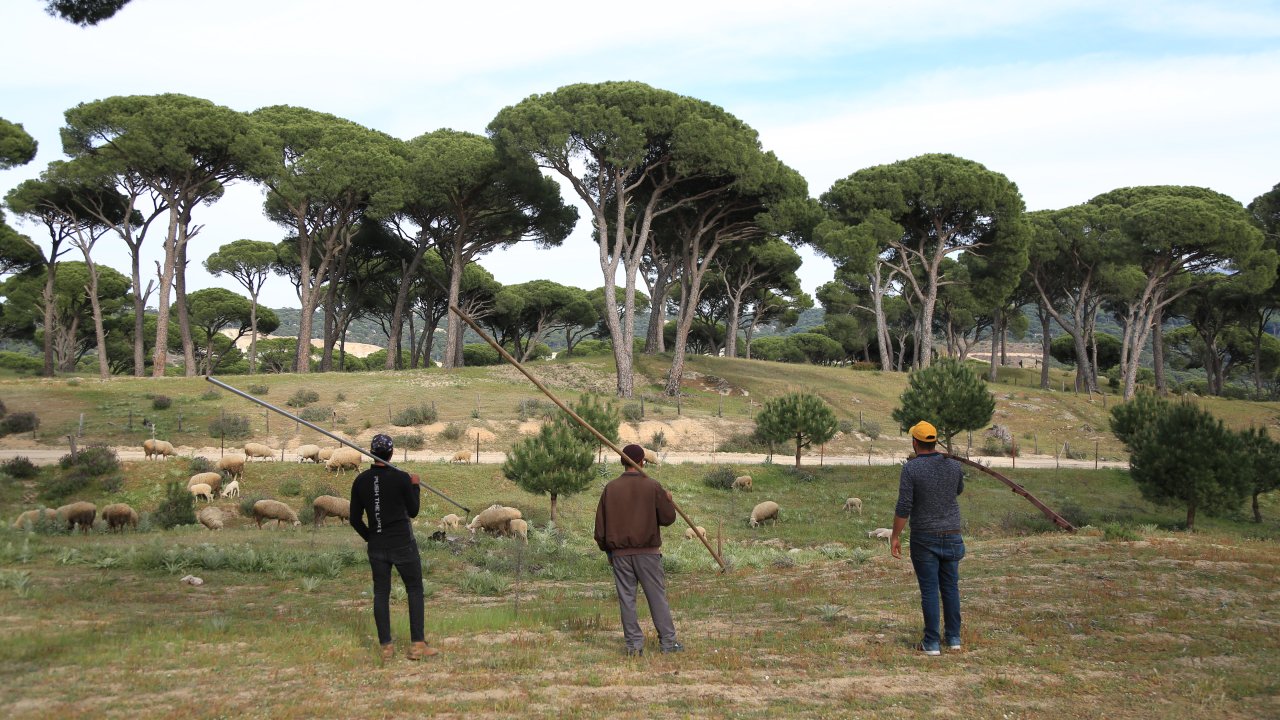 Muğla'da hasadı yapılan çam fıstığı fiyatıyla sevindirdi