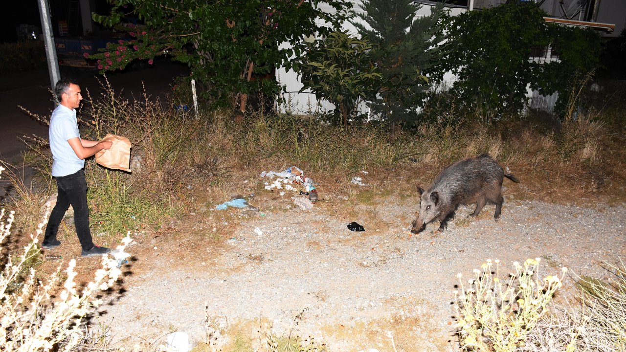 Şehre inen yaban domuzunu ekmekle besledi