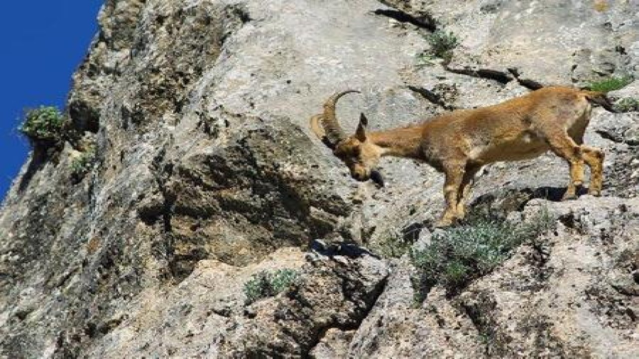 Yaban keçisi avlama teşebbüsüne 14 bin lira ceza