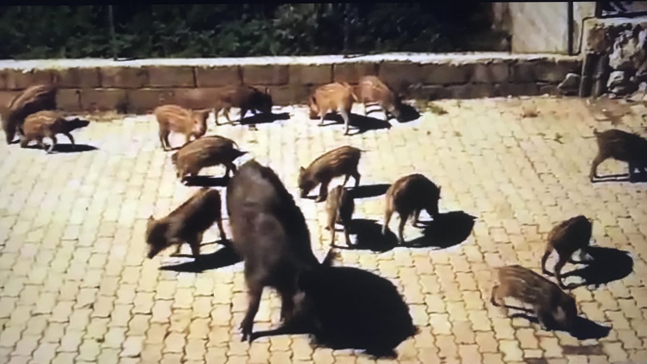 Marmaris'te doğada aç kalan domuzlar şehre indi