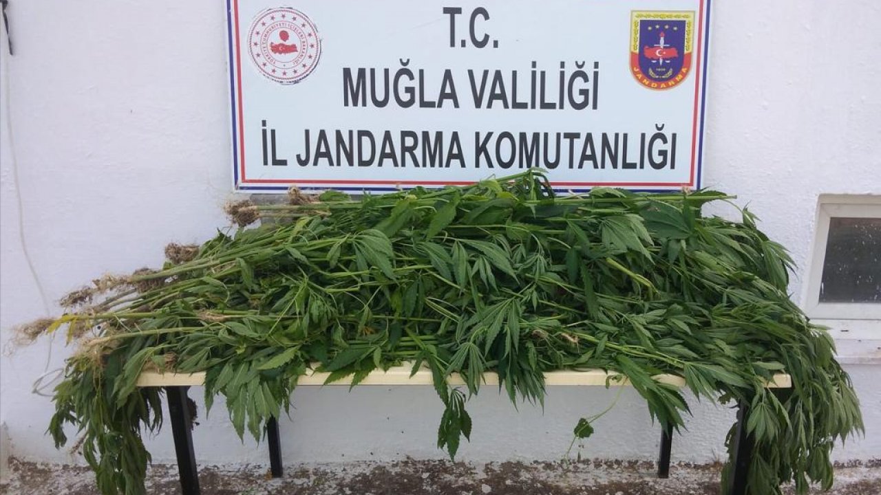 Kenevir yetiştiren kişi gözaltına alındı