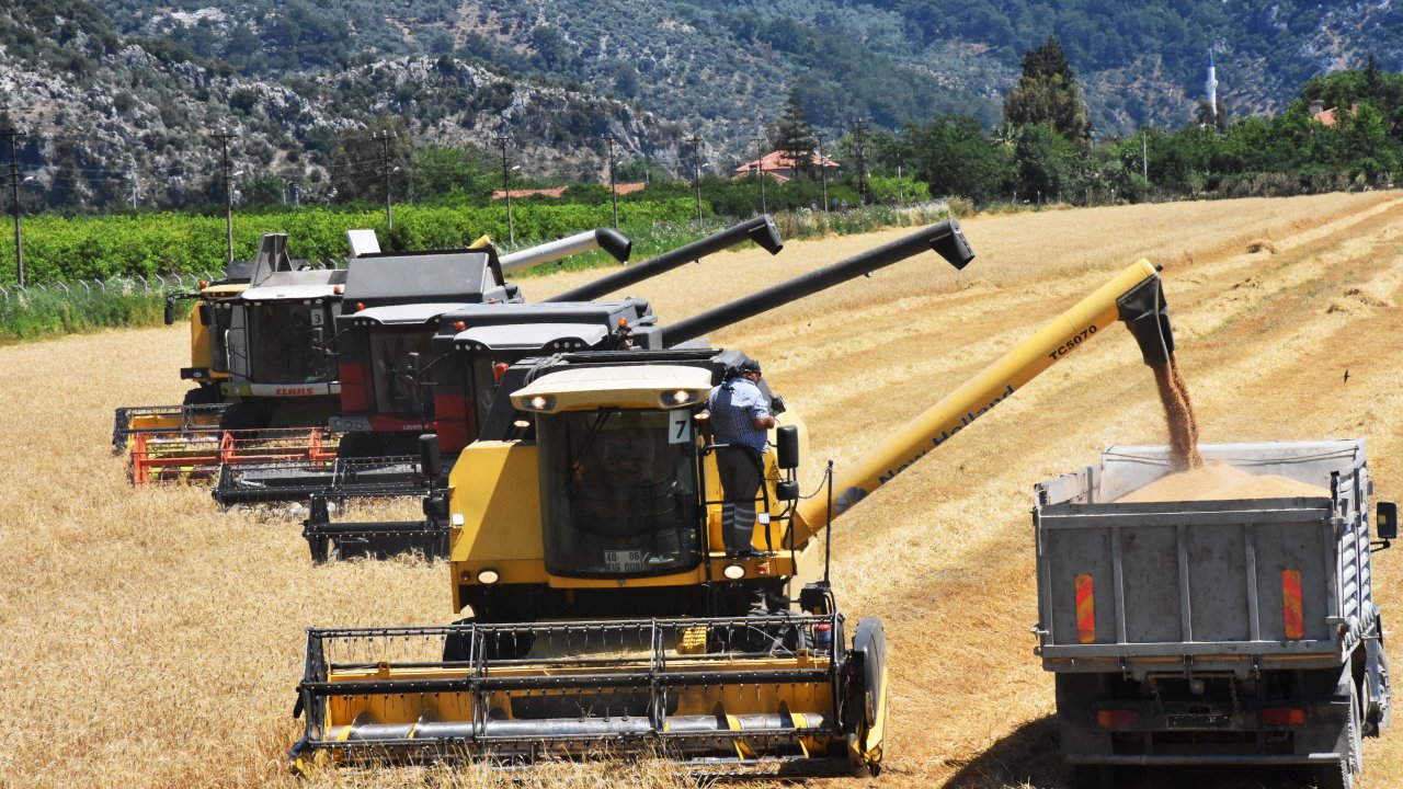 İlk buğday hasadı Dalaman'da başladı