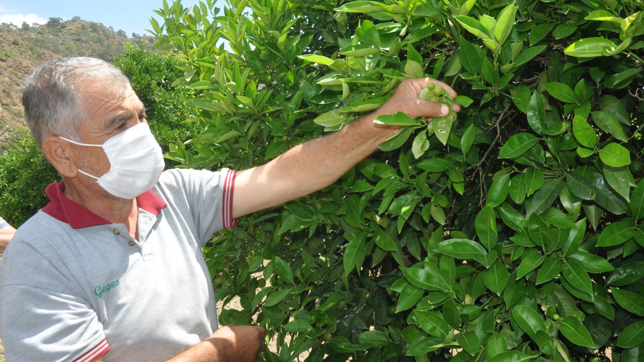 Hava sıcaklıkları narenciyeyi etkiledi