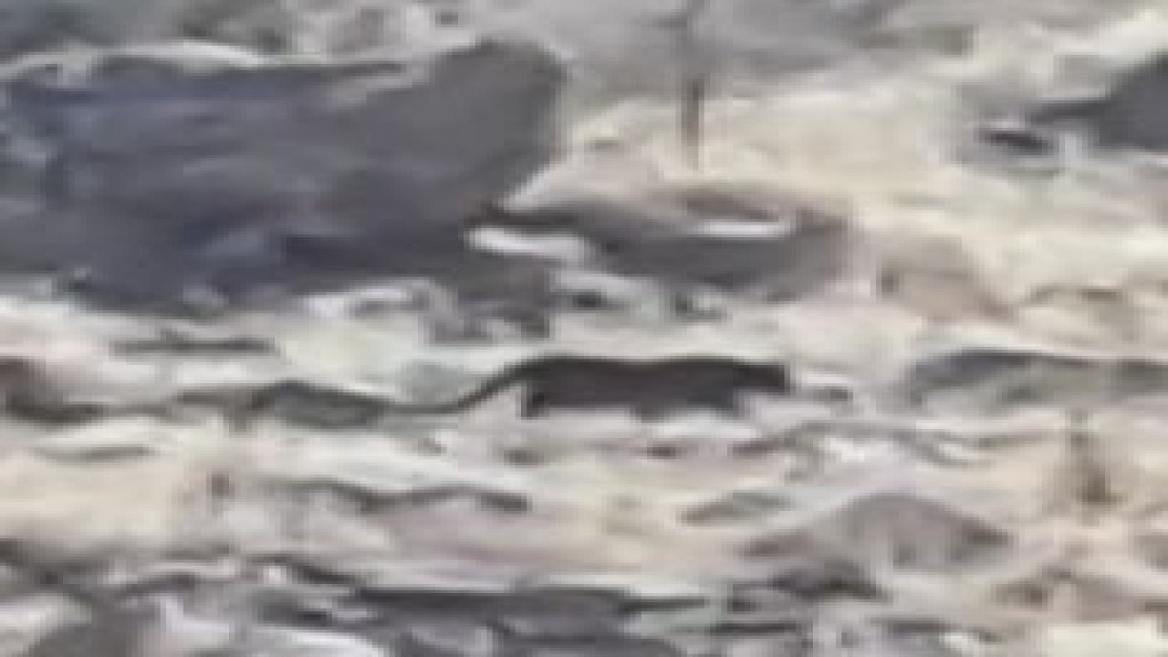 Bodrum'da görüntülenen havyan görenleri şaşırttı