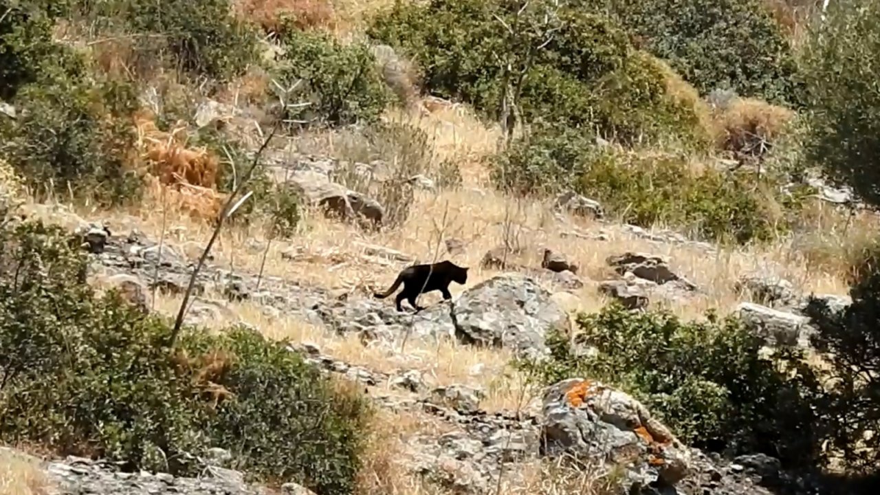 Bodrum'da ormanlık alanda  havyan ev kedisi görüntülendi