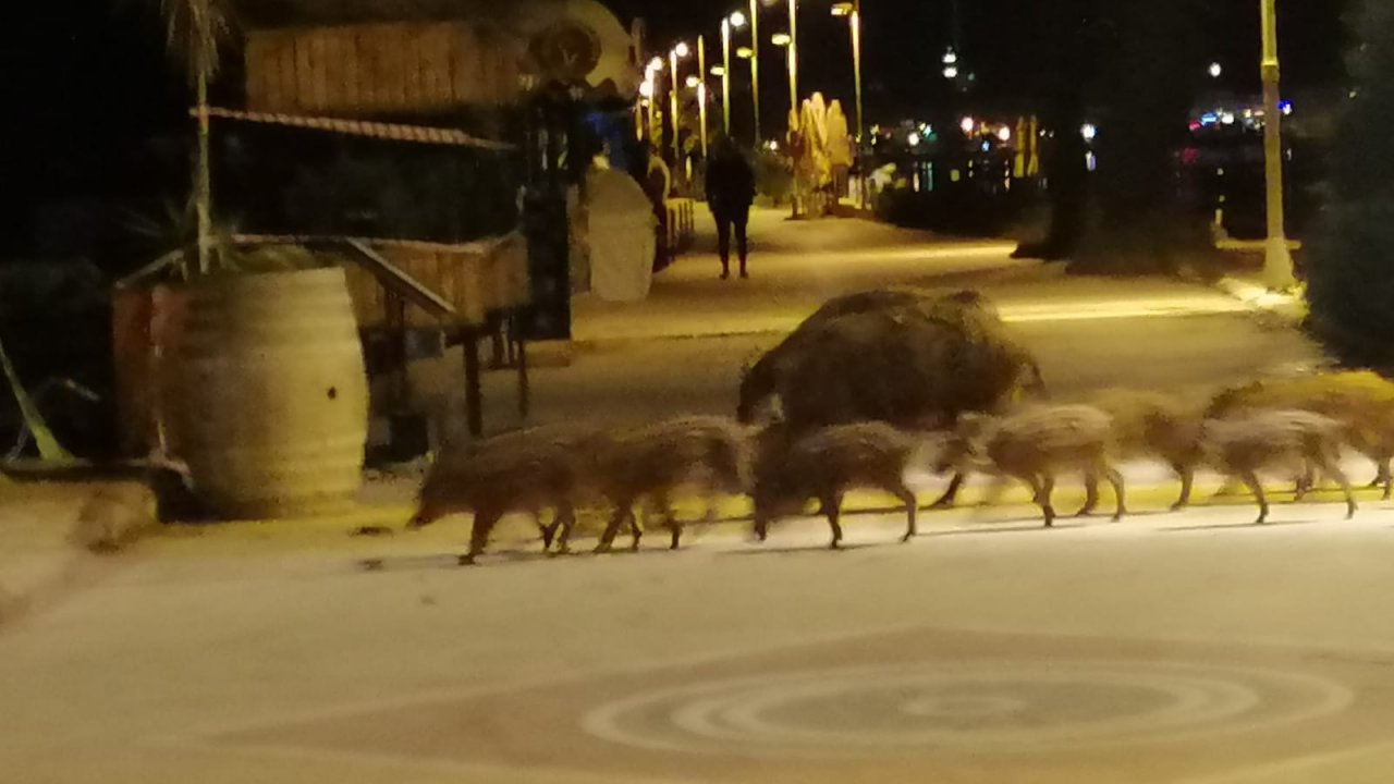 Marmaris'te aç kalan yaban domuzları plaja indi