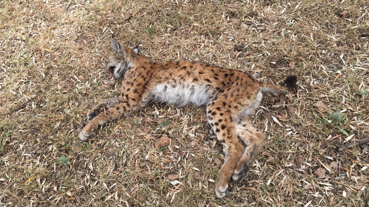 Çenesi kırılan vaşak beslenemeyince ölmüş