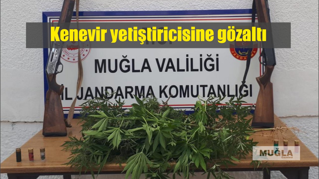Kenevir yetiştiricisine gözaltı