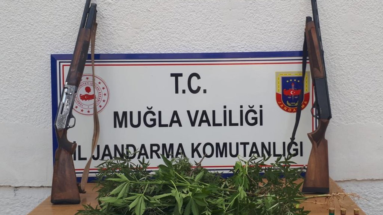 Sebze tarlasında 39 kök hint keneviri ele geçirildi