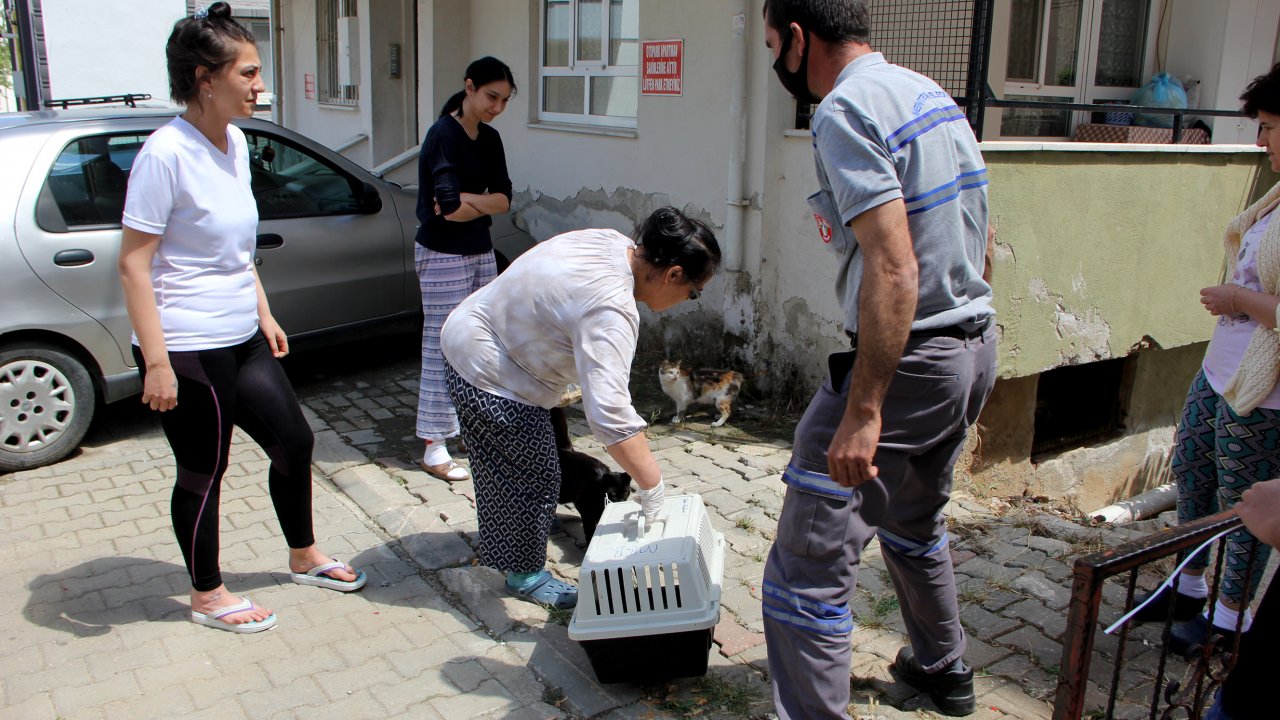 İki kedi yavrusunun telef edildiği iddiası üzerine araştırma başlatıldı