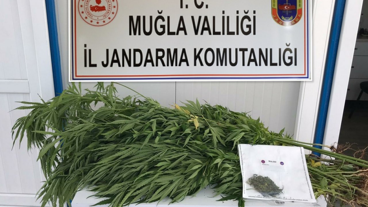 Hint keneviri yetiştiren şahıs yakalandı