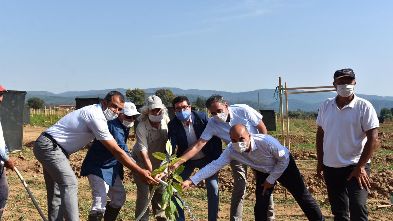 Avokadolar toprakla buluştu