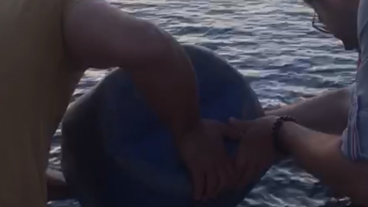 Kaçak avlanılan deniz patlıcanları kurtarıldı