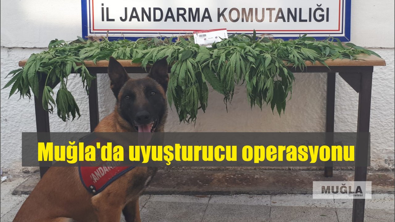Muğla'da uyuşturucu operasyonu