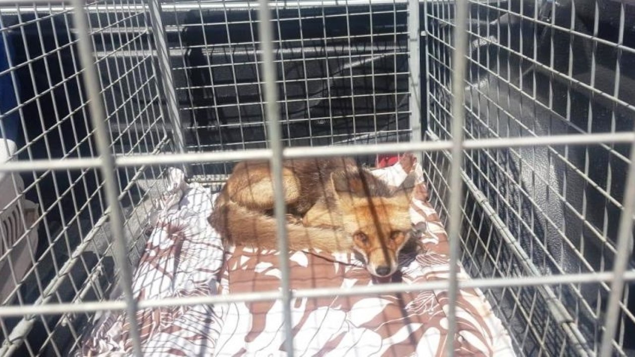 Tedavi edilen tilki doğaya salındı