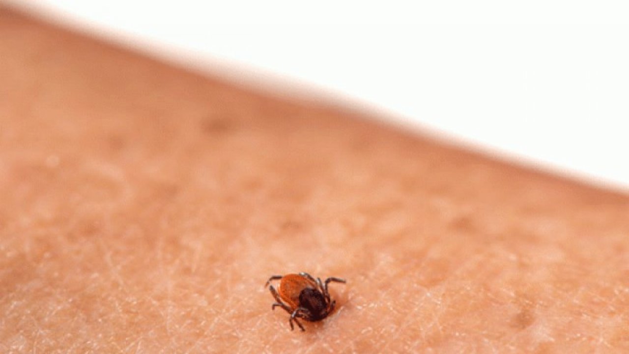 Türkiye'de 492 kişiye KKKA tanısı konuldu