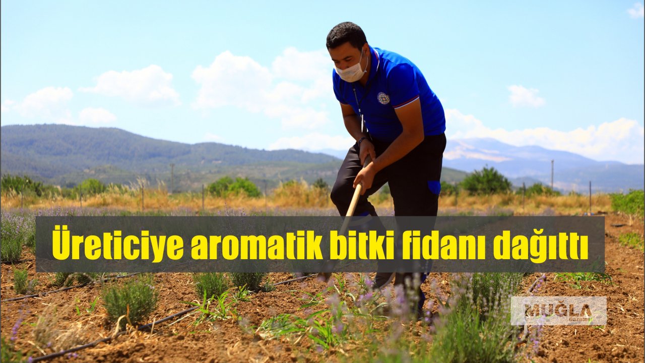 Üreticiye aromatik bitki fidanı dağıttı
