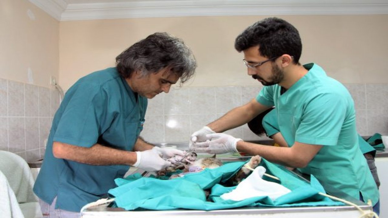 Telef olan hamile kedi sezaryene alındı