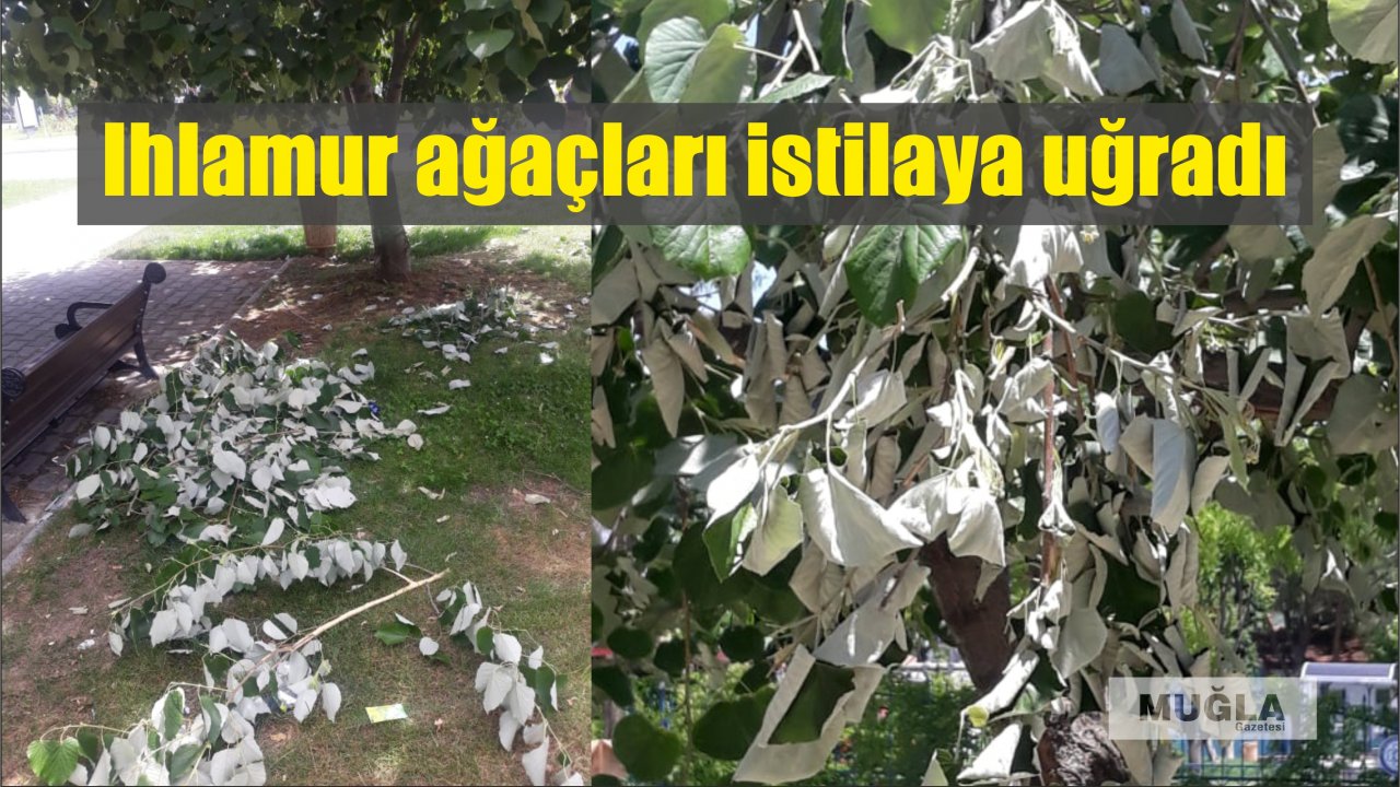 Ihlamur ağaçları istilaya uğradı
