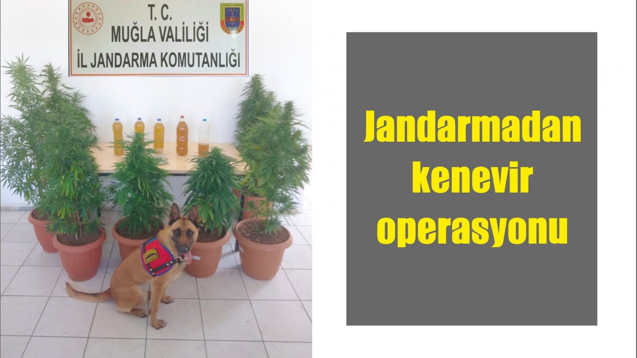 Jandarmadan kenevir operasyonu