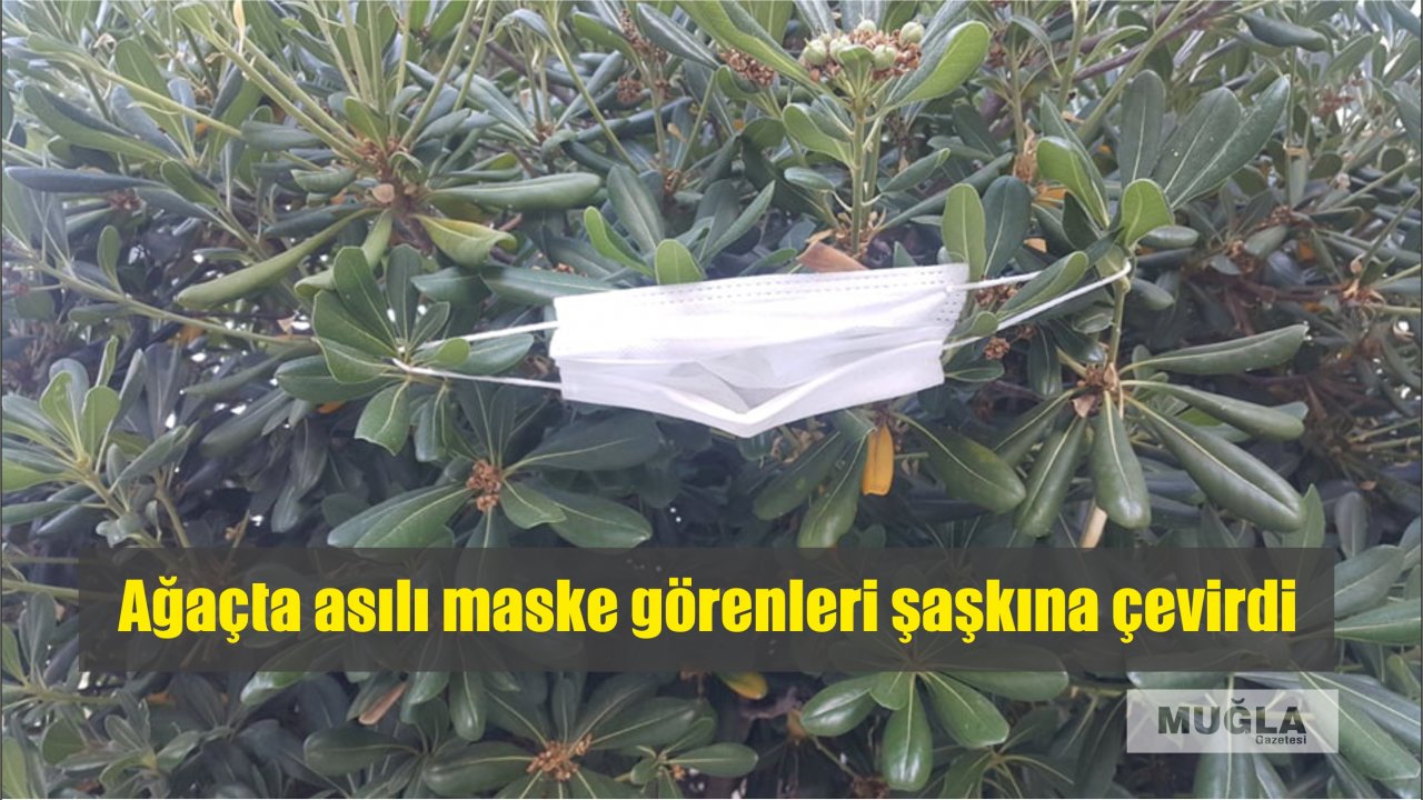 Ağaçta asılı maske görenleri şaşkına çevirdi