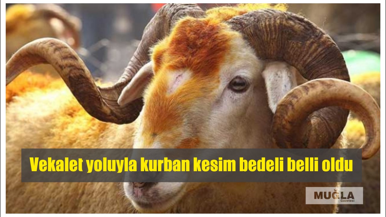 Vekalet yoluyla kurban kesim bedeli belli oldu
